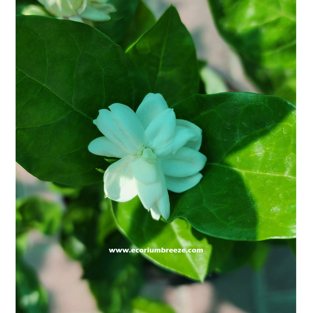 Jasmine Sambac White flowering outdoor with fragrance Dubai