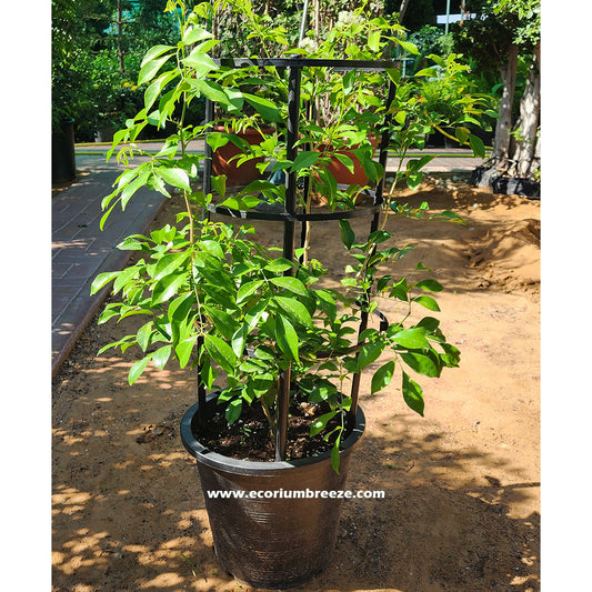 Jasmine Murraya flower plant 90cm - 100cm