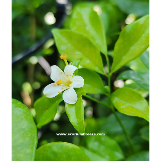 Jasmine Murraya flower plant 90cm - 100cm