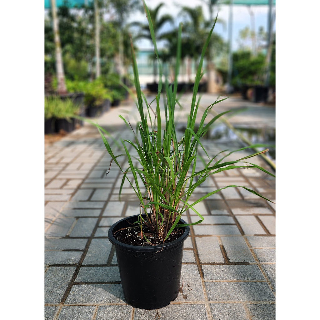 Lemon Grass Plant