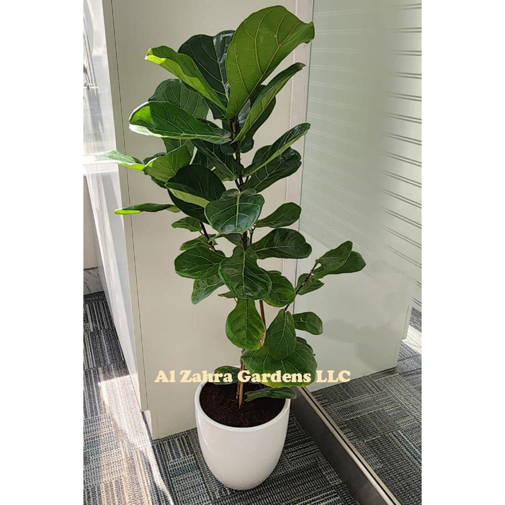 Ficus Lyrata 80cm - 90cm