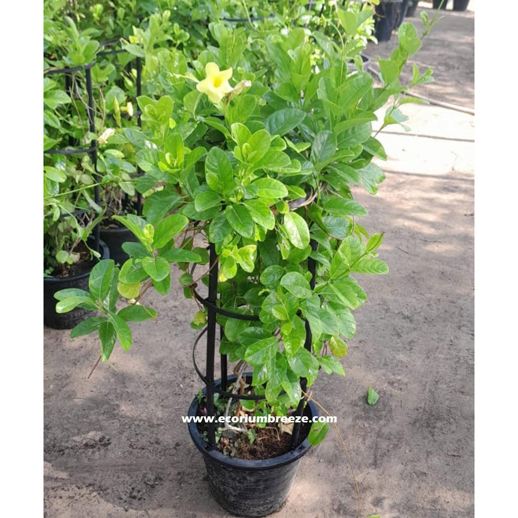 Mandevilla Splendens yellow flower 80cm to 100cm