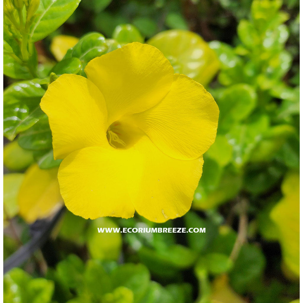 Mandevilla Splendens yellow flower 80cm to 100cm a