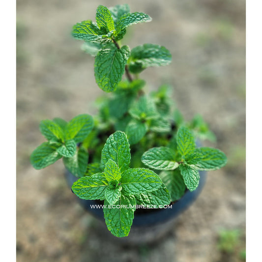 Mint Plant Herb Dubai