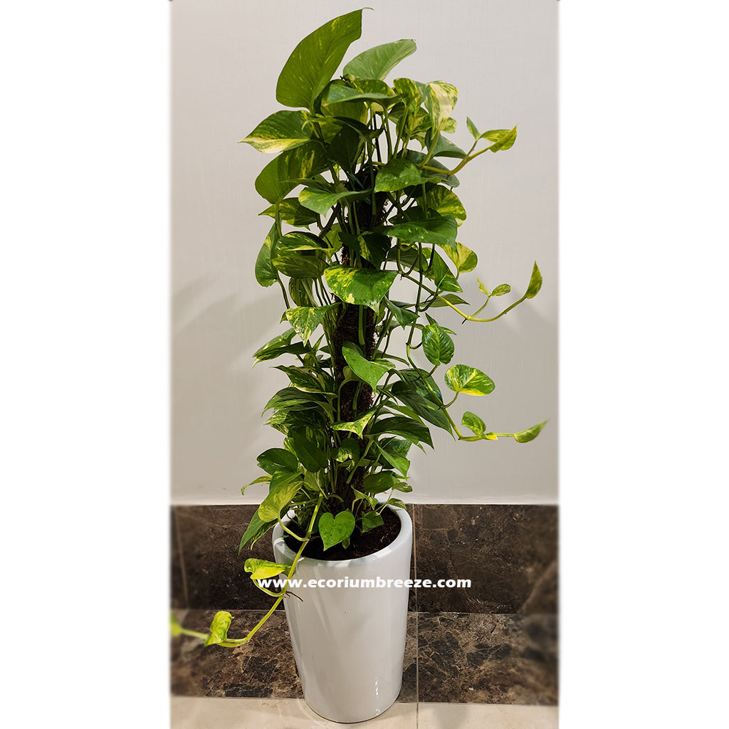 Money Plant with Ceramic Pot 110cm