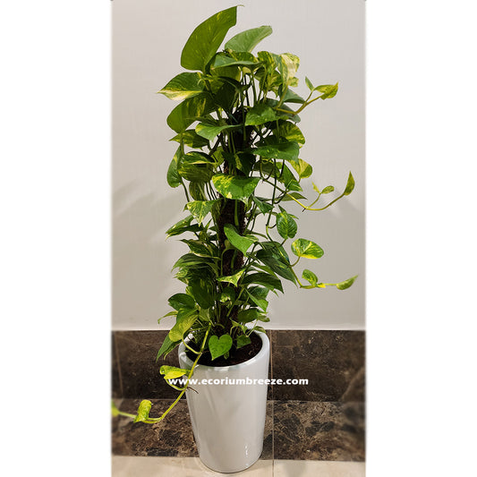 Money Plant with Ceramic Pot 110cm