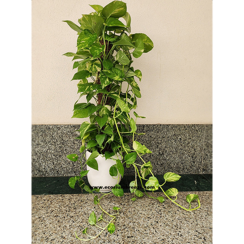 Money Plant " epipremnum aureum " 140cm with ceramic pot