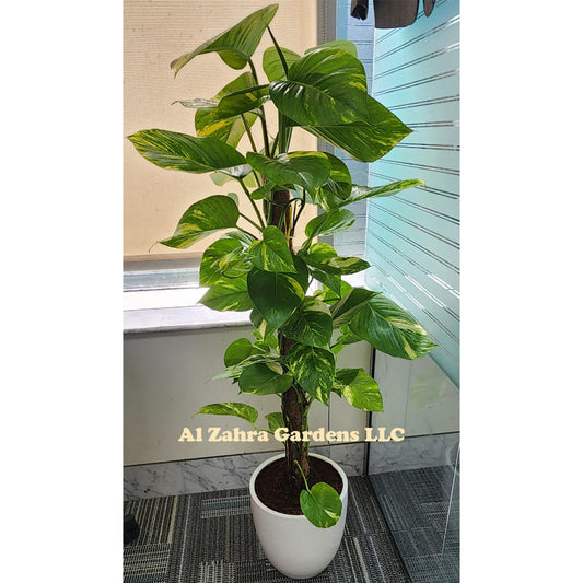 Money Plant with Moss Stick 80cm - 90cm