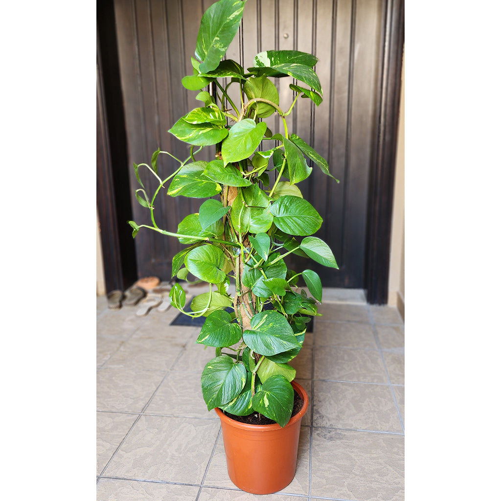 Money Plant with Ceramic Pot 110cm