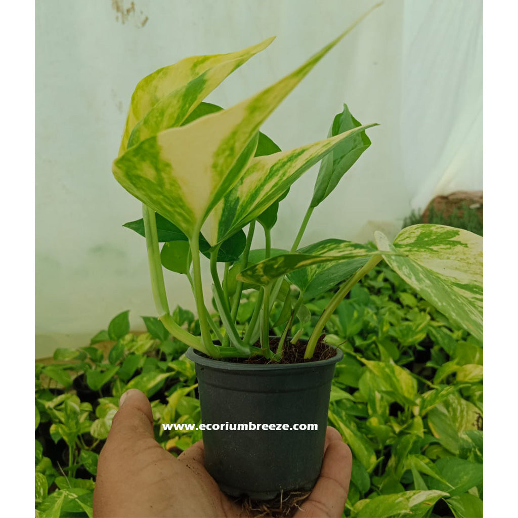 Epipremnum Aureum | Money Plant Mini