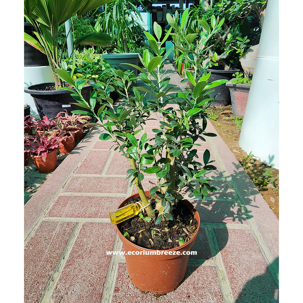 Olive Tree table Top 30cm - 40cm