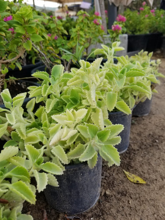 Oregano Plant " Zaatar "