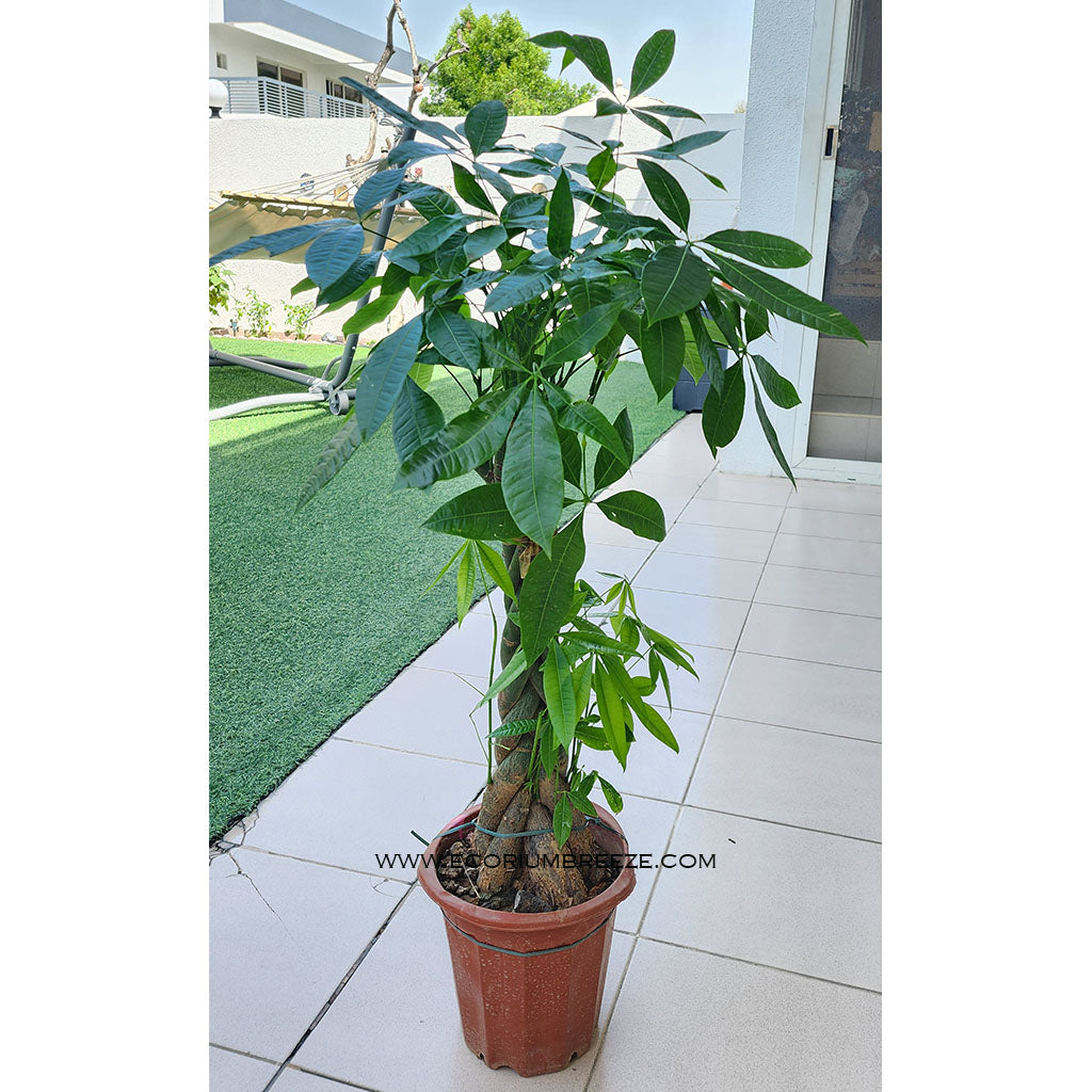 Pachira Twisted | money tree 100cm