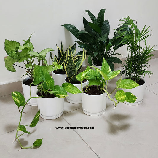 7 Best indoor air purifying plants  bundle