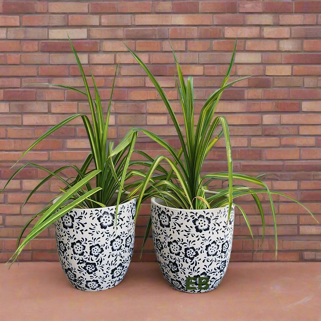 Pandanus Baptiste Variegated 6L