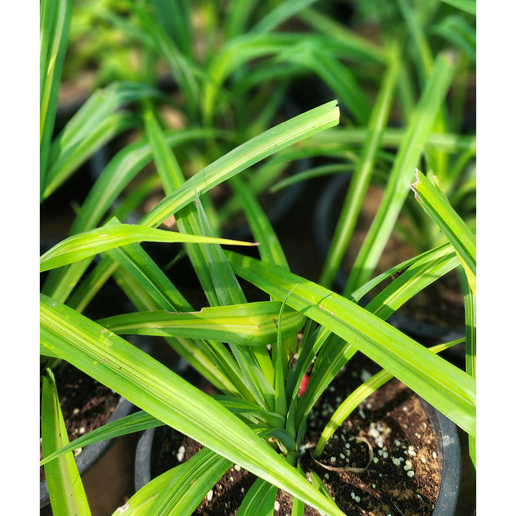 Pandanus Baptiste Variegated 6L
