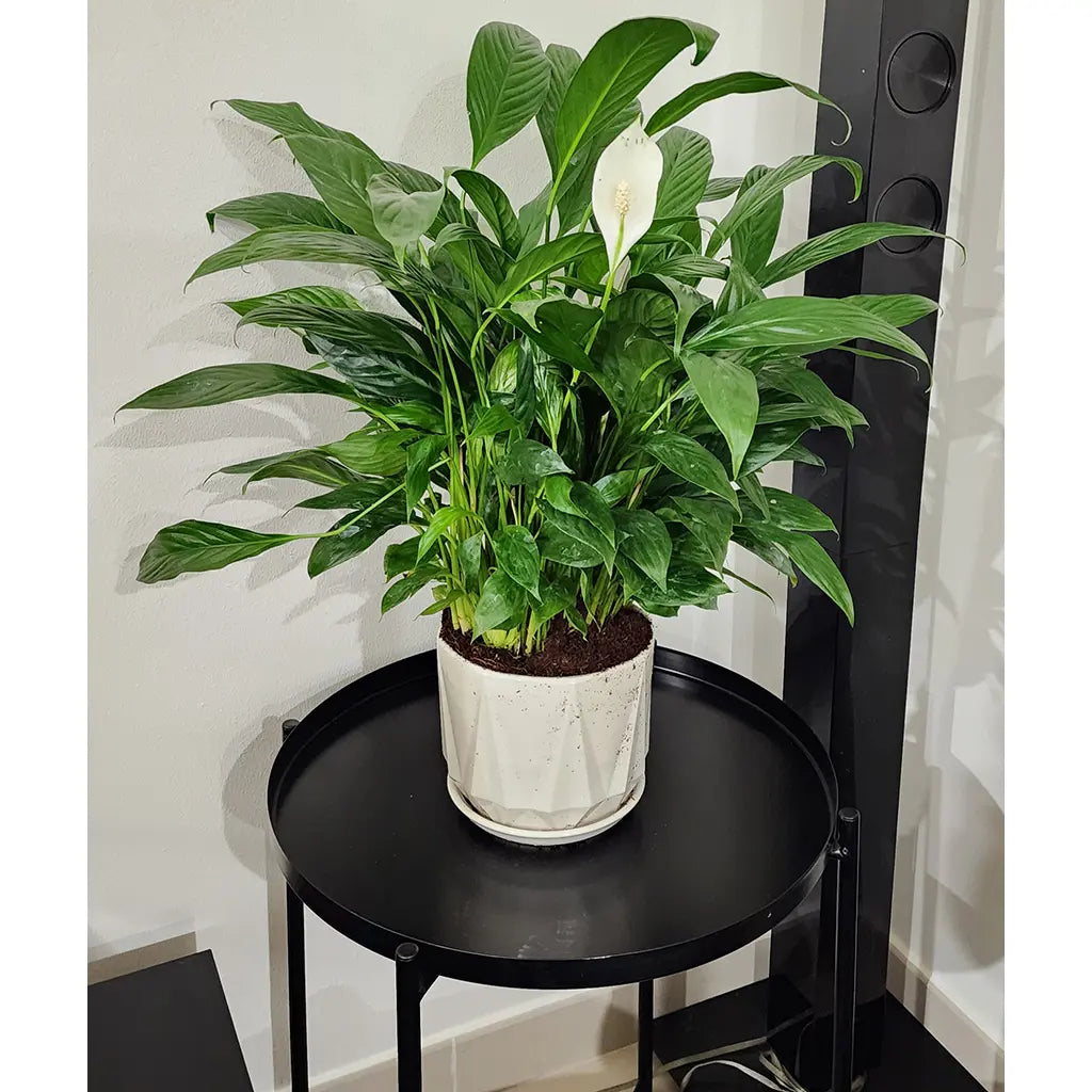 Peacelilly Plant with ceramic pot 50cm