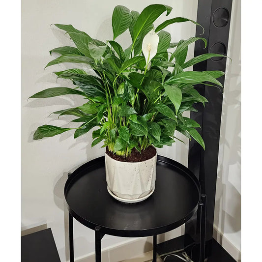 Peacelilly Plant with ceramic pot 50cm