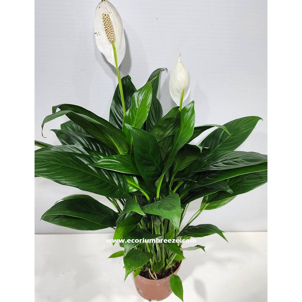 Peacelily | Spathiphyllum Plant 50cm - 60cm Dubai