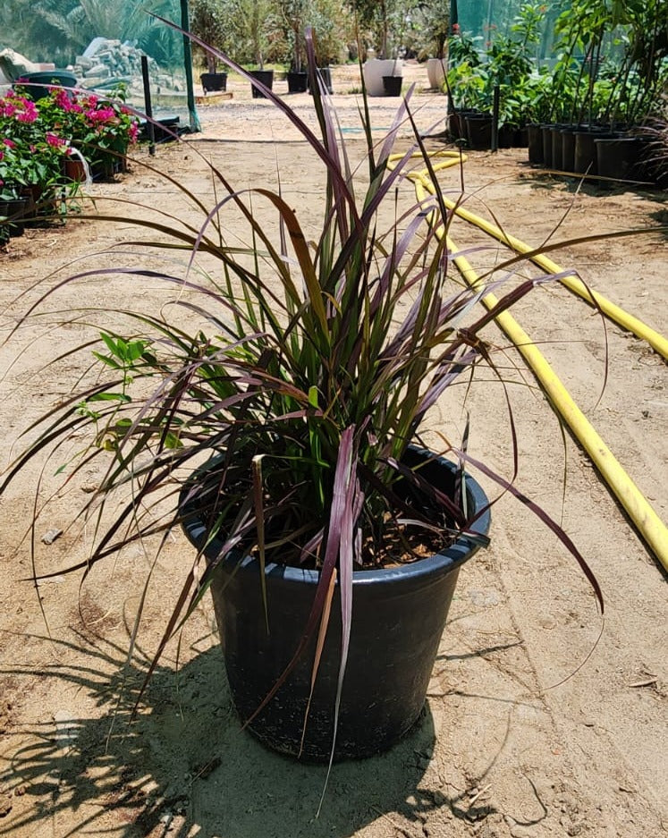 Pennisetum Rubrum fountain grass 40cm