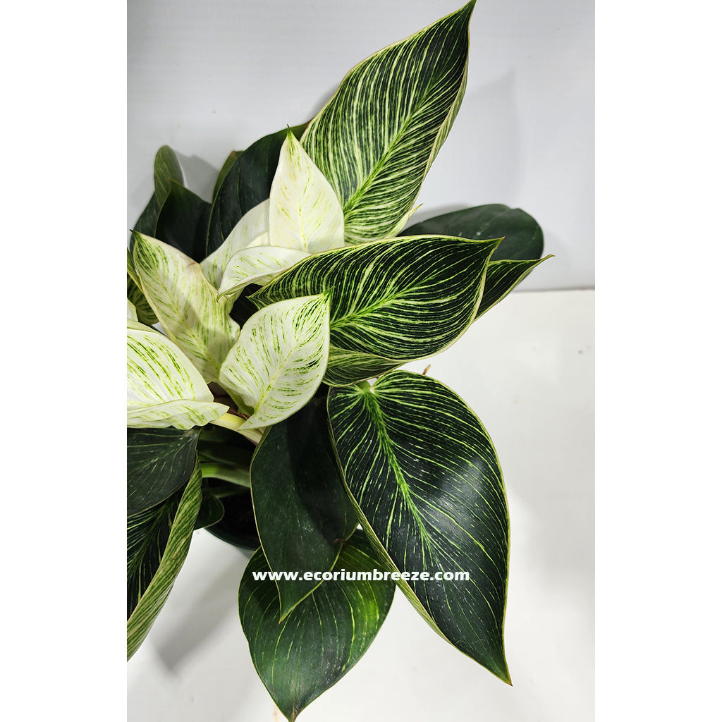 Philodendron Birkin 25cm - 35cm Dubai
