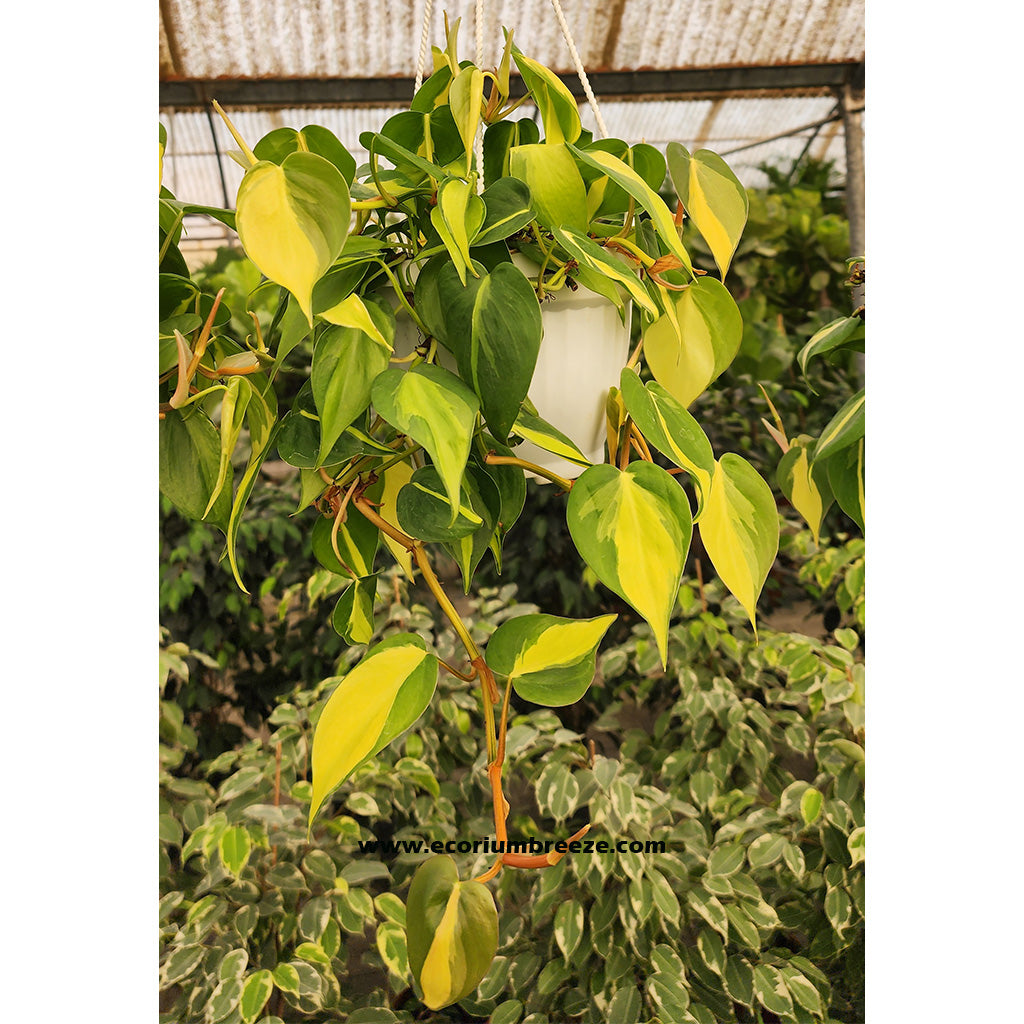 Heartleaf philodendron / Brasil Hanging 30cm