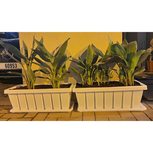 2 Cana Indica Plant with planter Box
