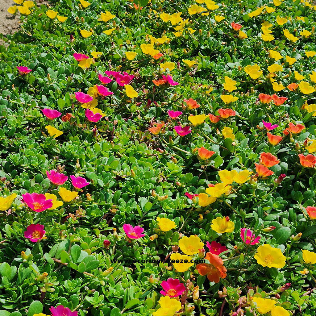 Portulaca Purslane Single petel