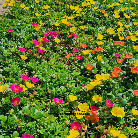Portulaca Purslane Single petel