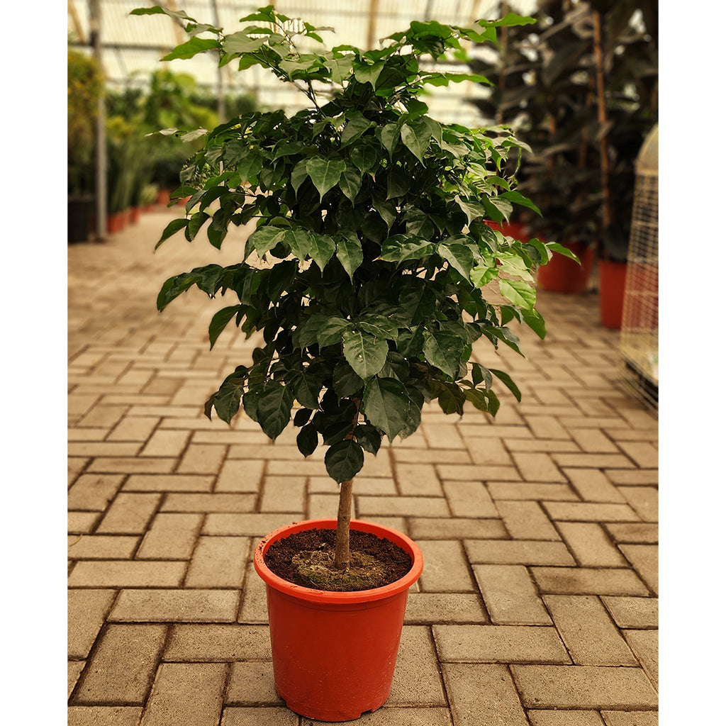 Radermachera Sinica " China Doll Plant " 140cm