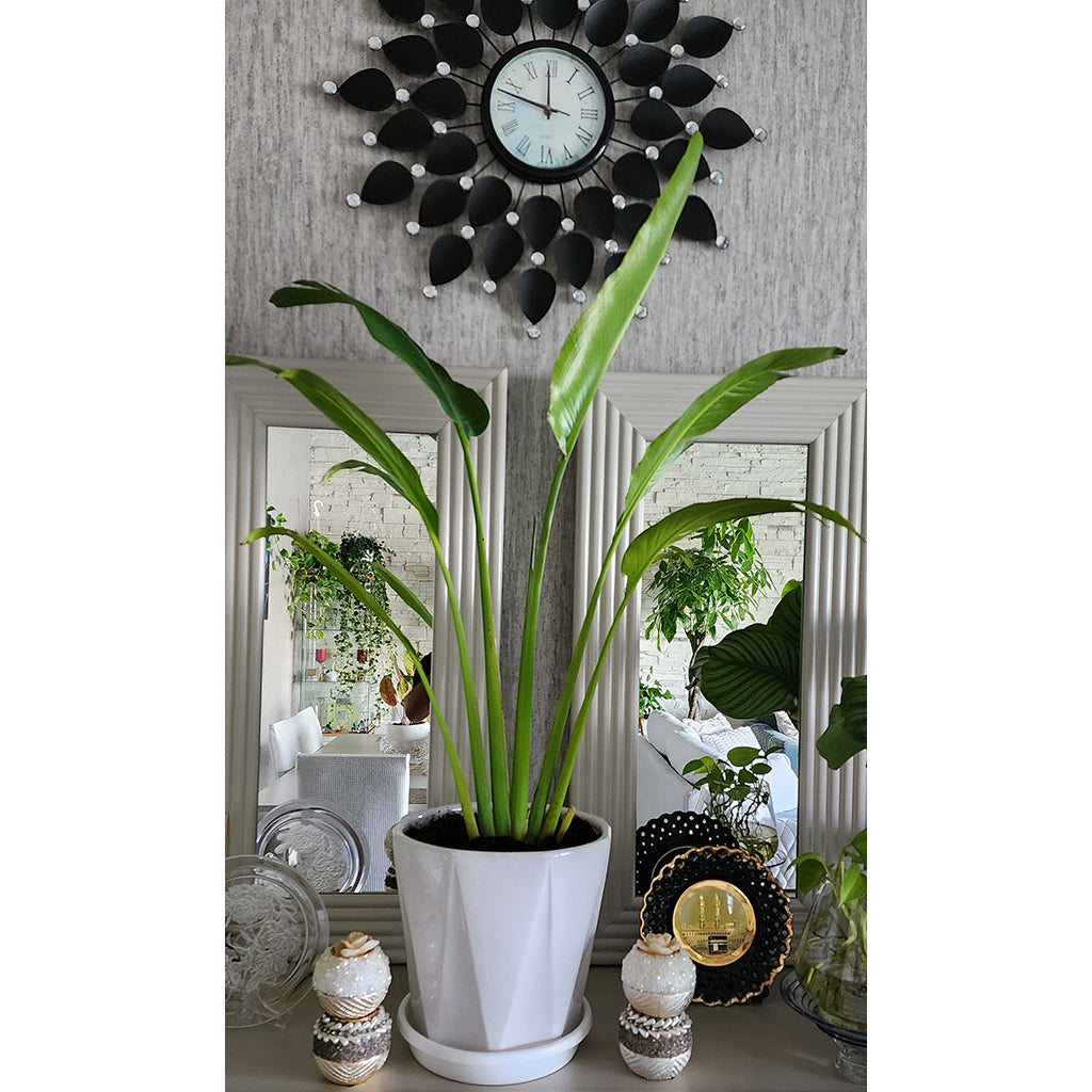 Ravenala Madagascar Palm Tree with ceramic pot 90cm