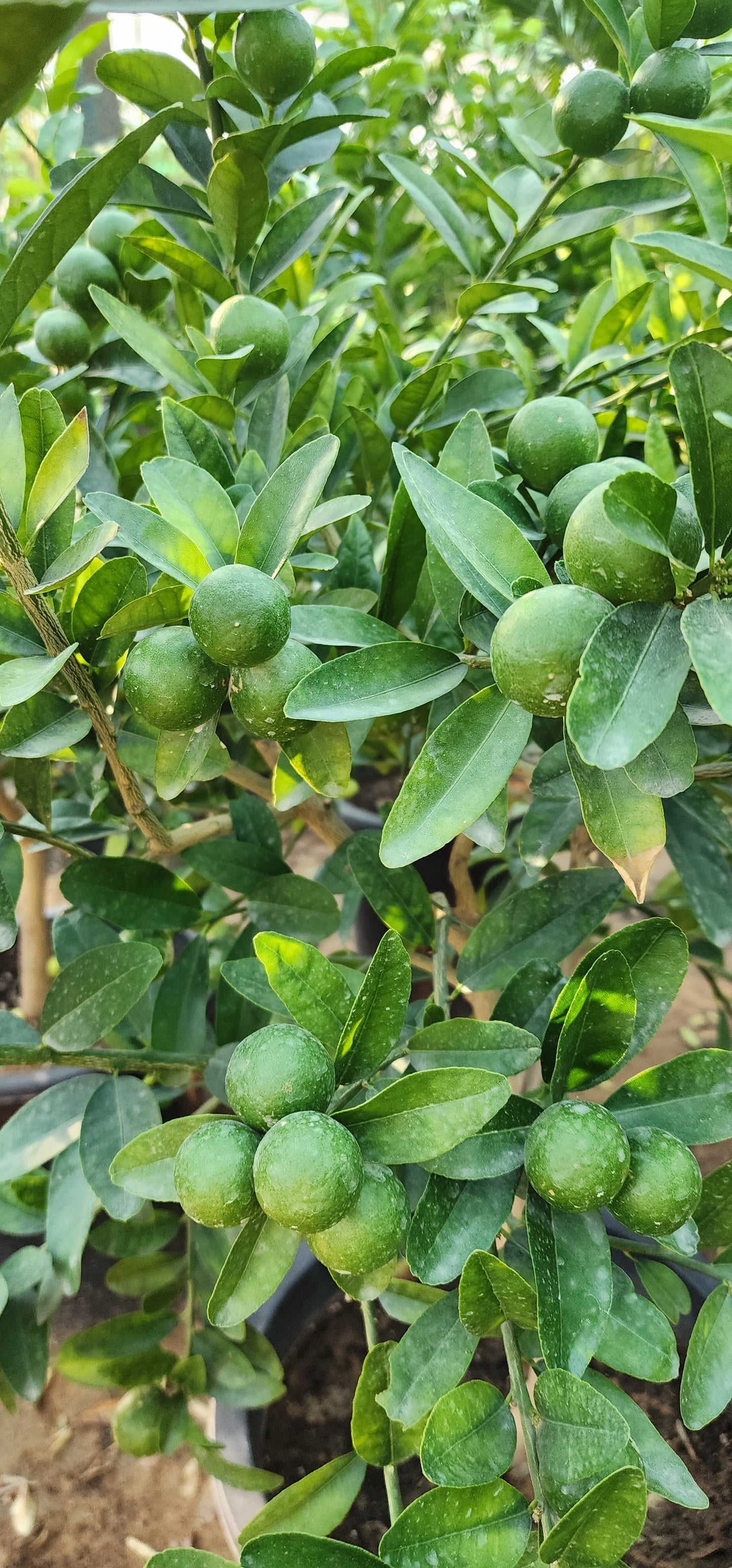 Lemon Fruit Plant 120cm