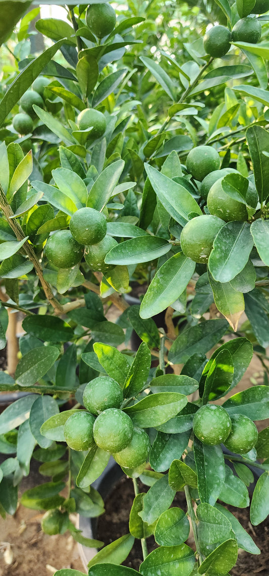 Lemon Fruit Plant 120cm