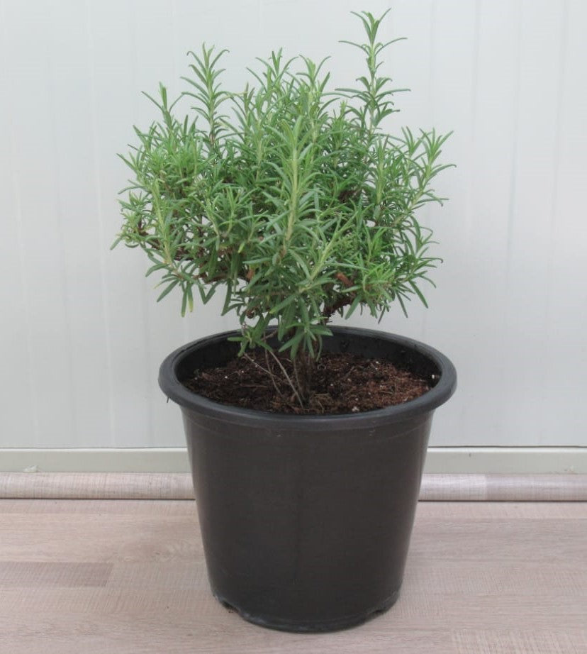 Rosemary Herb Plant