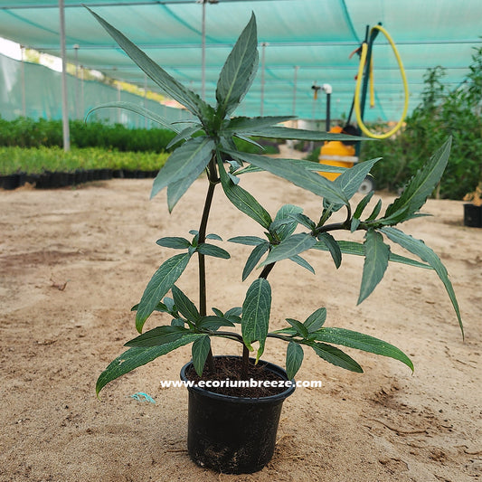 Ruellia Plant 30cm Dubai