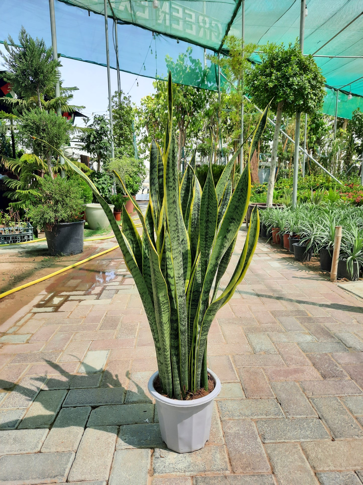 Snake Plant " Sunseveria Verigated with ceramic pot 110cm