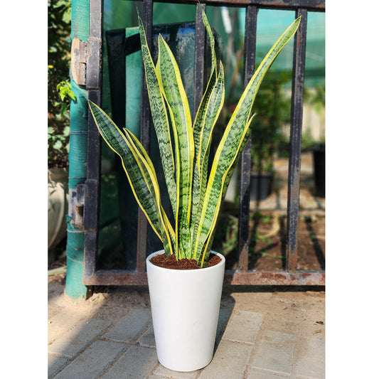 Snake Plant " Sansevieria "  with ceramic pot