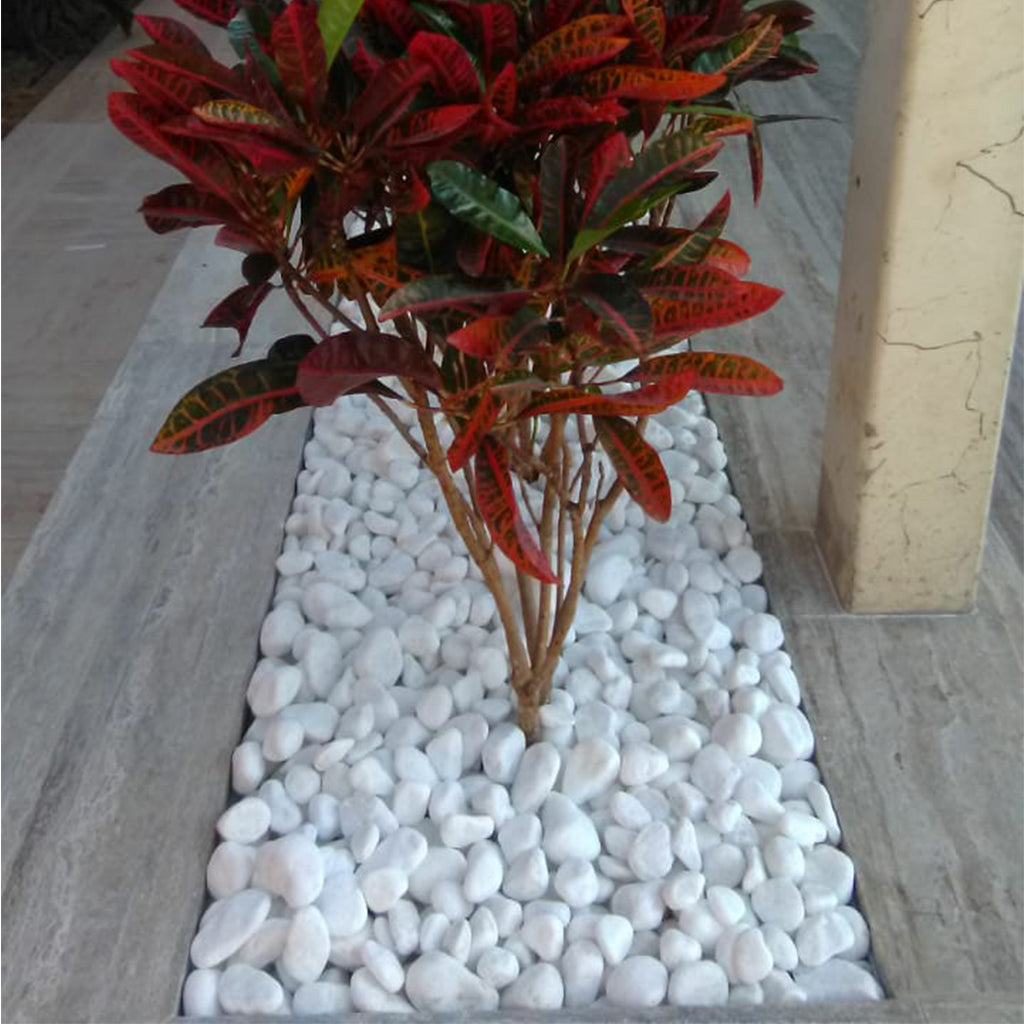 White Pebbles | Snow White | Stone for Garden 5-8cm