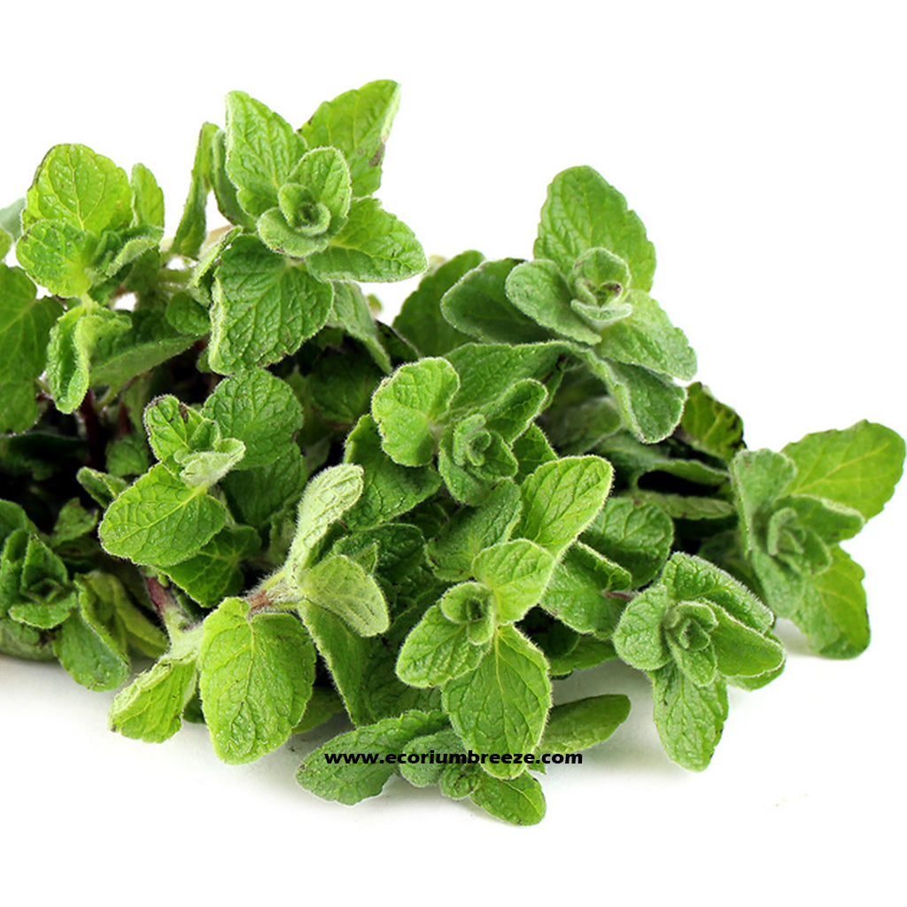 Oregano Plant " Zaatar "