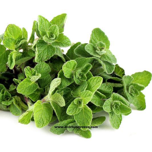 Oregano Plant " Zaatar "