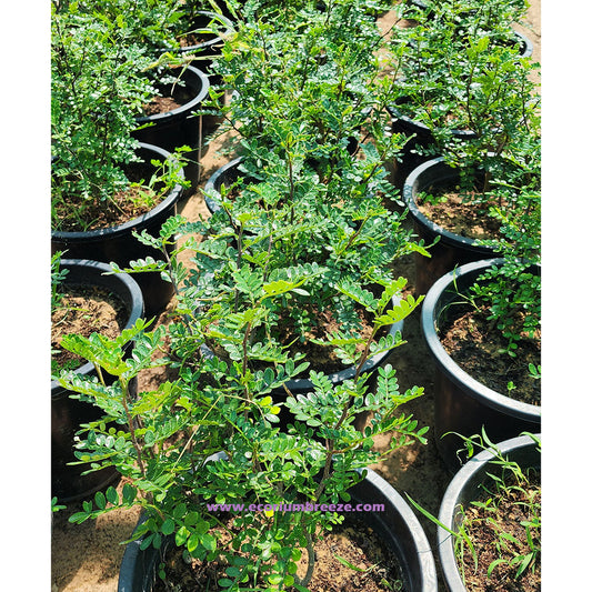 Zanthoxylum Odorum " Sichuan Pepper or Chinese Pepper 30cm