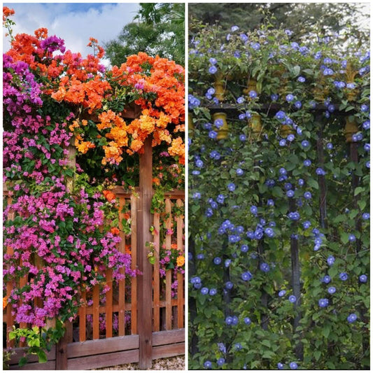 Jacquemontia & Bougainvillea: Summer Perfect Climber