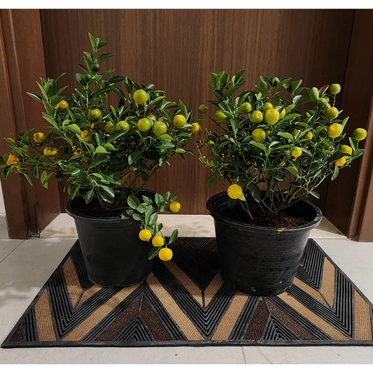 Calamansi & Mint: Summers Green Gems