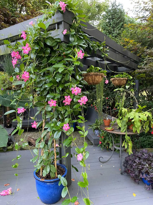 Mandevilla Magic: Perfect Summer Climber Plant