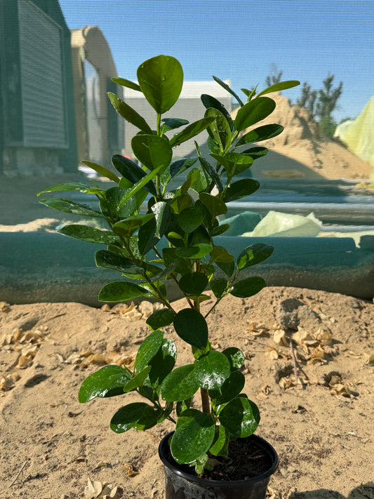 Ficus panda v15 35cm