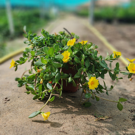 Purslanes / Portulaca V13 pot