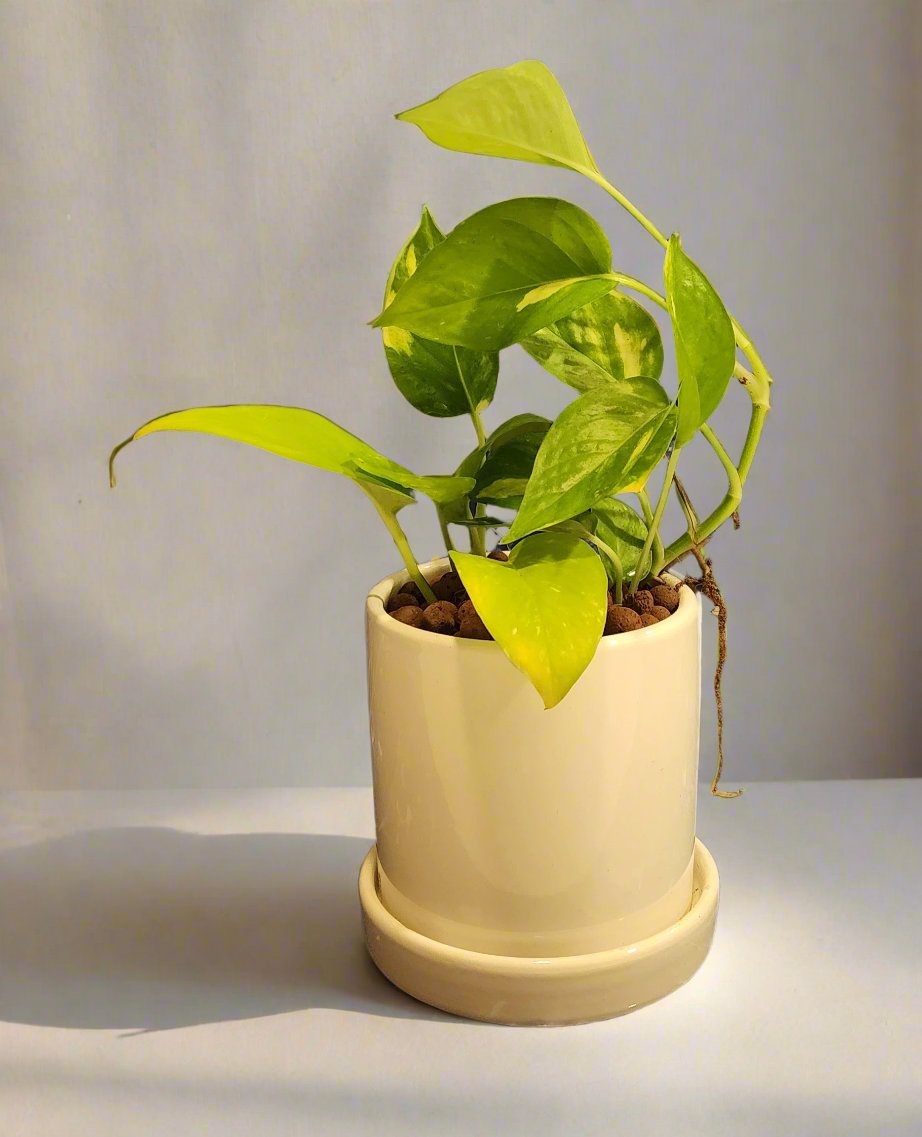 Money Plant Mini with ceramic pot 25cm