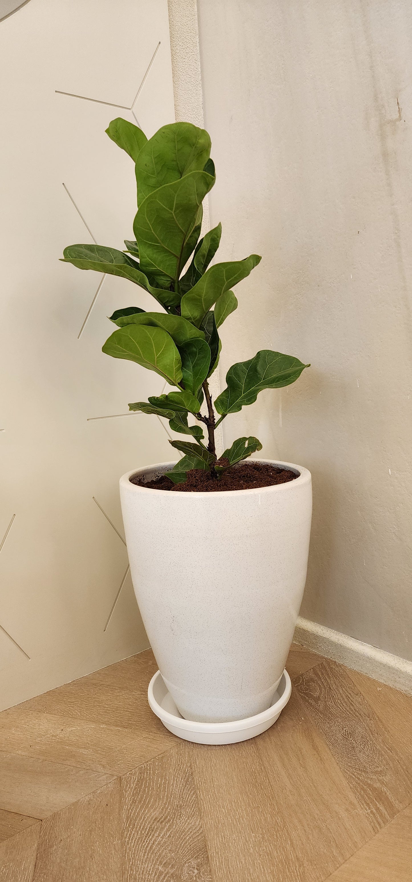 Ficus lyrata with ceramic pot 110cm