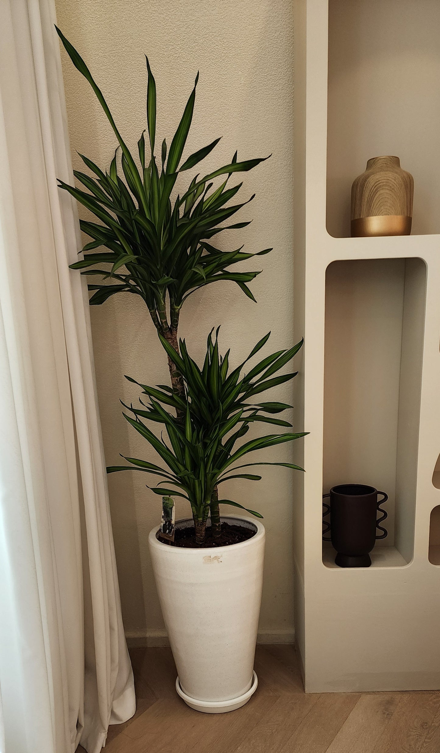 Dracaena fragrant Rikki 150cm with ceramic pot