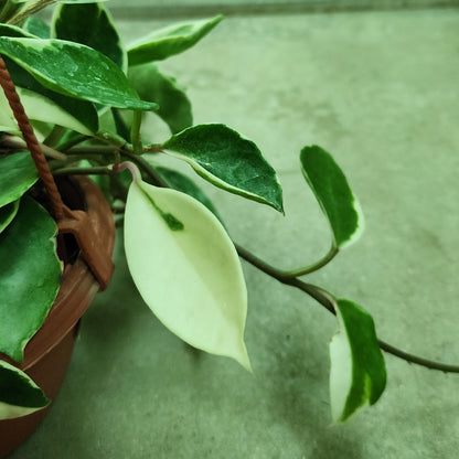 Hoya Carnosa Hanging Holland